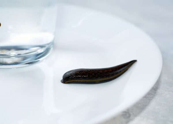 Leech Therapy Centre UK | Buy Medicinal Leeches (Hirudo Verbana)