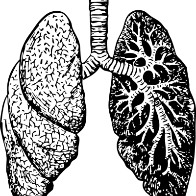 lungs, organ, diagram-37825.jpg